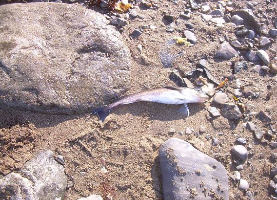 Sept tour in Resolute