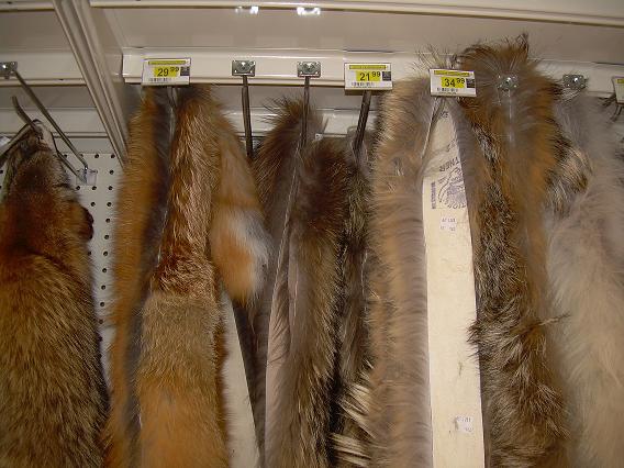 Oct 11 2008 whale survey